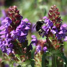 Oregon wildflowers includes any flowers found growing wild in the state of oregon. Oregon Native Seed For Your Garden From The Willamette Valley