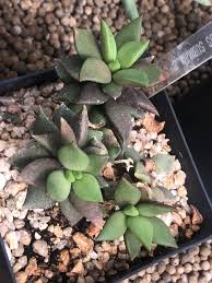 Image result for Anacampseros subnuda