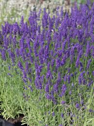 Die violetten blüten erinnern an urlaub und verströmen gleichzeitig einen wunderbar aromatischen duft. Stauden Stade Versand Shop Lavandula Angustifolia Super Blue Garten Lavendel Hier Bestellen