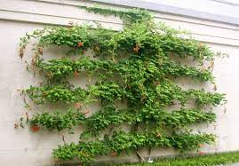 This pruning method encourages a tree or shrub to grow against a flat surface, wall, or structure to create an open and sculpted look. Fruit Trees Great Candidates For Espalier Pruning