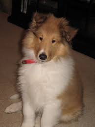Frisco Rough Collie Collie Dog Collie
