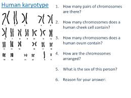 •diagnostic(provides yes or no answer) benefits •can be used to test for other genetic conditions •invasive procedure limitations •risk for miscarriage. What Is Human Karyotyping
