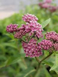 Image result for Asclepias aurea