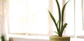 Marlie graves, professional interior horticulturist. How Fast Do Snake Plants Grow On Various Stages