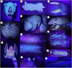 Can Cats See Human Stripes?. Do You Wanna Know If Cats Can See Human… | By  Canice-Eke Bruno | Medium