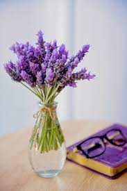 Want To Know The Many Uses Of Lavender Its History And Origin Of Medicinal Use In This Article We Lavender Plant Uses Lavender Plant Dried Lavender Flowers
