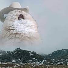 I'm obsessed with going on adventures, photography, writing. 30 Catitude Memes To Celebrate Another Wonderfully Lazy Caturday Cute Animals Cute Cats Animal Memes