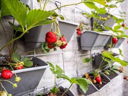 Erdbeeren Vertikal Anbauen Anleitung Tipps Zum Nachmachen Plantura In 2020 Garten Ideen Gemuse Erdbeeren Garten Pflanzenschaukel