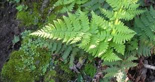 Image result for Dryopteris pentheri