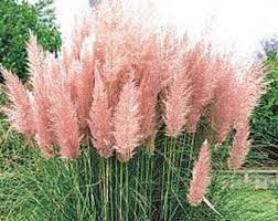 Pin By Angel Spencer On Backyard Grasses Garden Pink Pampas Grass Home Garden Plants
