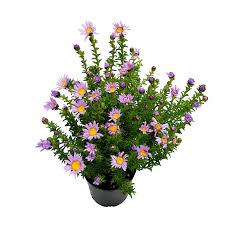 Flowering hedge plants will add colour and fragrance to your garden. 140mm Pretty Pops Olearia Homolepsis Bunnings Warehouse Trees To Plant Hedging Plants How To Make Terrariums