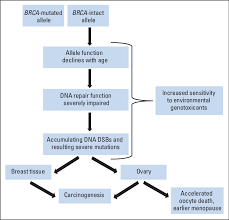 Chemotherapy fights cancer by attacking any rapidly growing cells. Proposed Mechanism Of Breast Ovarian Cancer Risks And Earlier Menopause Download Scientific Diagram
