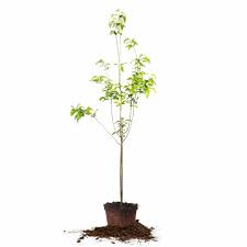 The stem grows upward and toward the light and leaves begin to develop on the stem. Mature Apple Trees For Sale Buy Apple Trees Online Perfect Plants