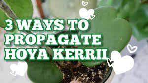You may also hear some people refer to the plant as krinkle kurl. 3 Ways To Propagate Hoya Kerrii Ziploc Bag Method Sphagnum Moss Perlite Semi Hydroponic Youtube