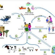Cryptosporidium is selected as target for this risk assessment. Pdf Environmental Aspects Of Cryptosporidium