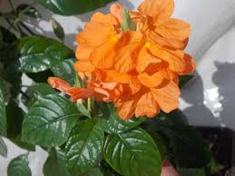 Image result for Crossandra greenstockii