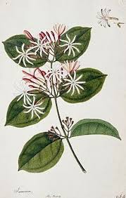 Need to translate benang kapas from indonesian? Jasmine Wiktionary