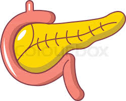 Pancreas Icon Cartoon Illustration Of Stock Vector Colourbox 2 what are the parts of pancreas? pancreas icon cartoon illustration of