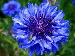 Flowers Around The World The National Flower Every Country E Bachelor Button Flowers Flower Seeds Flowers