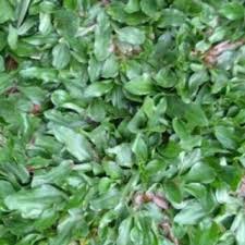 Warna hijaunya juga melebihi rumput biasa, rumput gajah mini mempunyai keistimewaan hidup tinggi dan. Harga Rumput Gajah Terbaik Taman Perlengkapan Rumah Juli 2021 Shopee Indonesia