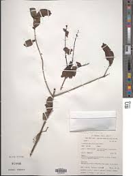 Image result for Plicosepalus amplexicaulis