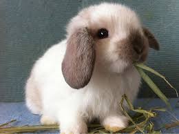 Rabbits For Sale In Singapore Sold 7weeks Broken Sable Point Holland Lop Premium Quality Cute Baby Bunnies Cute Animals Cute Baby Animals
