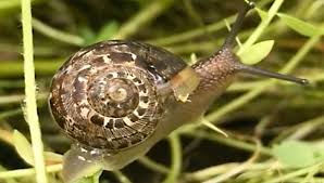 Maybe you would like to learn more about one of these? Snail Snails Gardener S Supply