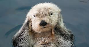 Upp so he can see. Do Otters Cleanse Scrub And Exfoliate Their Skin