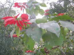 Image result for Cineraria pinnata