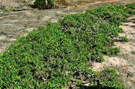 Image result for Eureiandra sp. A