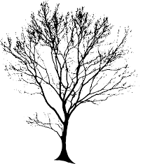 Kostenloses Bild Auf Pixabay Baum Silhouette Schwarz Tree Drawing Oak Tree Drawings Tree Silhouette
