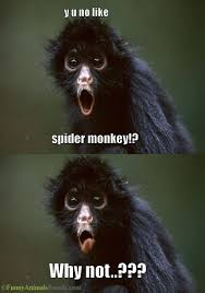 With tenor, maker of gif keyboard, add popular funny monkey meme animated gifs to your conversations. Spider Monkey Jokes