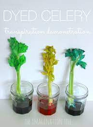 They change colors almost overnight. Dyed Celery Experiment Transpiration Demonstration The Imagination Tree