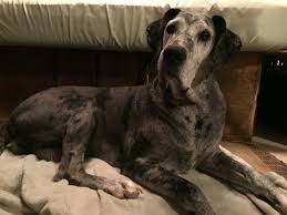 Check spelling or type a new query. Klassy Great Danes In Colorado Home Facebook