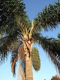 They are the only members of the family arecaceae, which is the only family in the order arecales. Page 5 Royalty Free Tree With Seed Photos Pikist