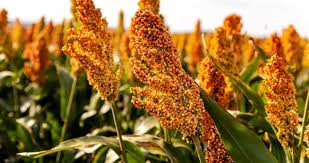 Image result for Sorghum