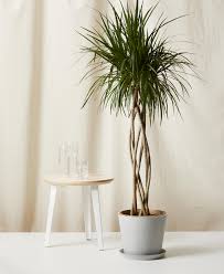 Image result for dracaena