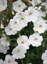 Image result for Petunia axillaris