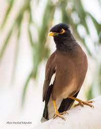 Mynah Kish Island Persian Gulf Iran Persian مینا جزیره کیش Photo By Farshad Eskandari National Geographic Photographers Iran Travel Animal Species