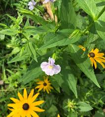 Image result for Mimulus