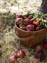 La Stagione Delle Mele Fruit Best Apples For Baking Fruits And Veggies