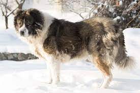 Well, there is a dog called the ovcharka caucasian mountain dog which, theoretically, can kill a lion. Caucasian Shepherd Dog Dog Breed Information American Kennel Club