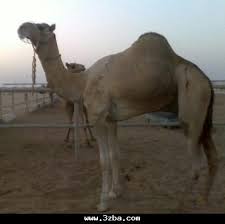 Facebook gives people the power to share and makes the world more open and connected. Ø¬Ø§Ø¨Ø± Ø§Ù„Ù‡Ø§Ø¬Ø±ÙŠ No Twitter Ø§Ù„Ø­Ù†ÙŠØ´ Ù…Ø´Ø±Ù Ø¨Ø¹ÙŠØ± Ø§Ù„Ø´ÙŠØ® ØªÙ…ÙŠÙ… Ø£Ø¨ÙˆÙ‡ Ø§Ù„Ø­Ù†ÙŠØ´ Ø§Ù„Ø´ÙŠØ¨Ù‡ Ø£Ù…Ù‡ Ø¨Ù†Øª Ù‡Ù…Ù„ÙˆÙ„ Ø§Ø¨Ù† Ø¨Ø·ÙŠ Ù…Ù†ØªØ¬ Ø±Ø¦ÙŠØ³ÙŠ Http T Co Scj6k2qo78 Http T Co 8wjpoyq6dg