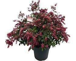 Image result for Pieris japonský obrázek