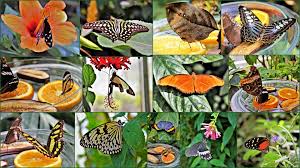 Lassen sie von ihren aussergewöhnlichen farben betören und. Im Schmetterlingshaus Auf Mainau Foto Bild Tiere Wildlife Schmetterlinge Bilder Auf Fotocommunity