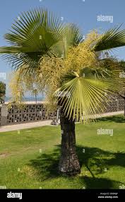 Image result for Washingtonia