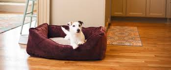 Pups are now 3 weeks and one day old and are totally thriving. Luxury Microsuede Fabric Dog Beds Snoozer Pet Products