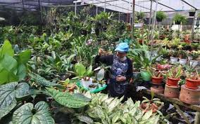 Peace lily dengan nama ilmiah spathiphyllum wallisii ini memiliki warna putih yang menawan. Bisnis Tanaman Hias Di Masa Pandemi Bikin Berbunga