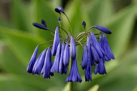 Image result for Agapanthus inapertus