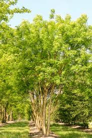 Image result for Styphnolobium